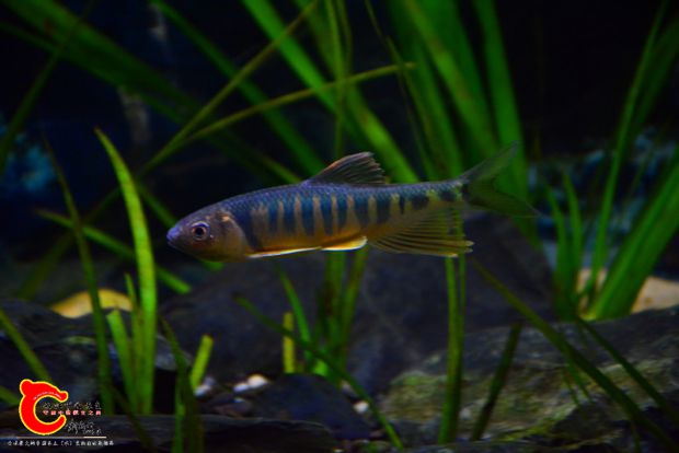 DSC_2608.JPG
