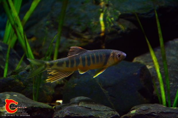 DSC_2609.JPG