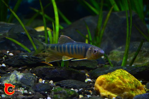 DSC_2610.JPG