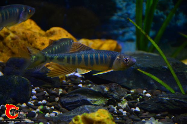 DSC_2611.JPG