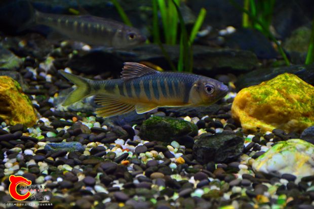 DSC_2612.JPG