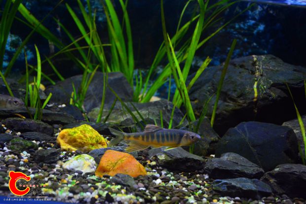 DSC_2613.JPG