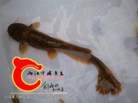 什么鱼