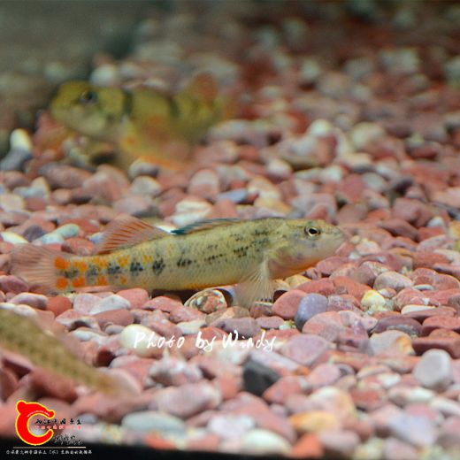 DSC_5925_副本.jpg