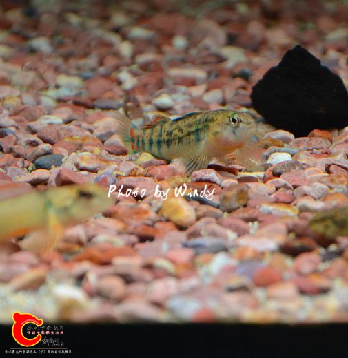 DSC_5926_副本.jpg