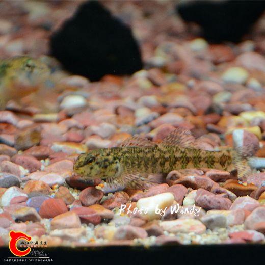DSC_5927_副本.jpg