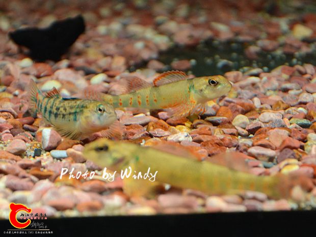 DSC_5933_副本.jpg