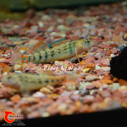 DSC_5945_副本.jpg