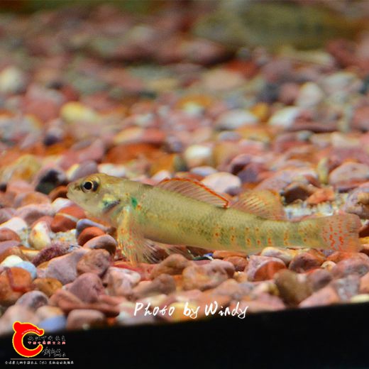 DSC_5949_副本.jpg