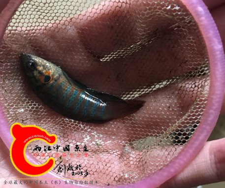 期待明年开春单养爆发