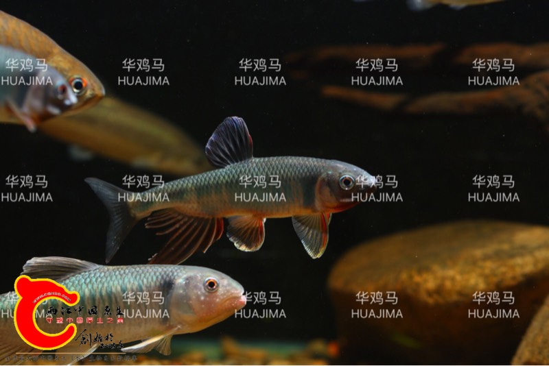 125528rggxsm4dxx94g9n9.jpg