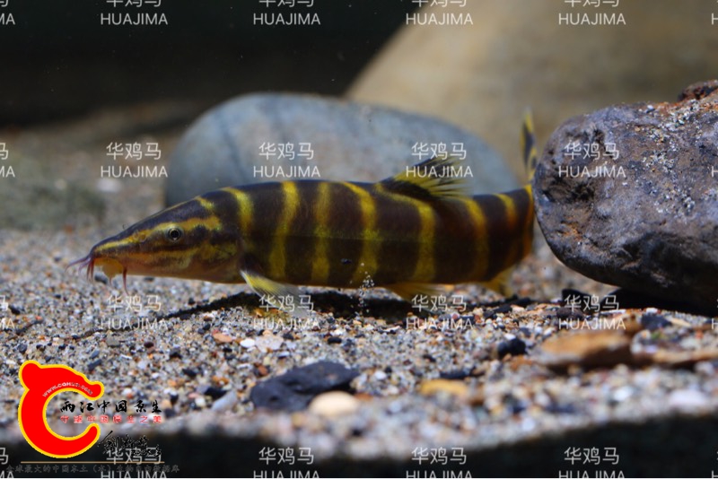 130105h5uowznugwhm0309.jpg