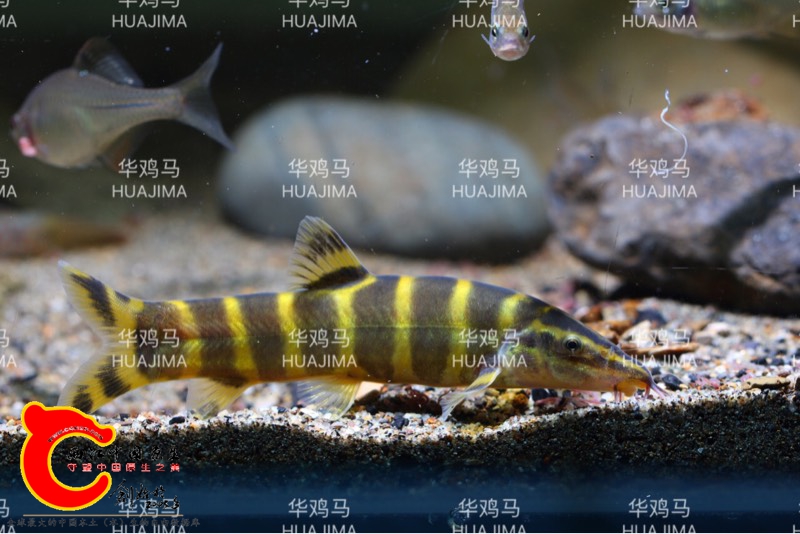 130106il61b0lrebb4fb16.jpg