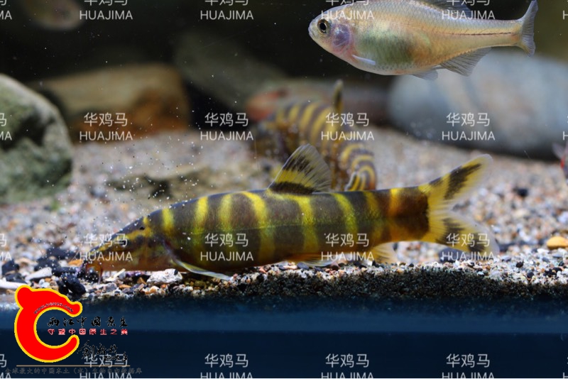 130107xmim0vm8000h4o0p.jpg
