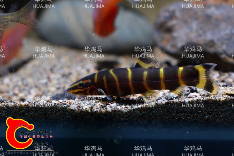 130132luu00xc8lu3lx1ml.jpg