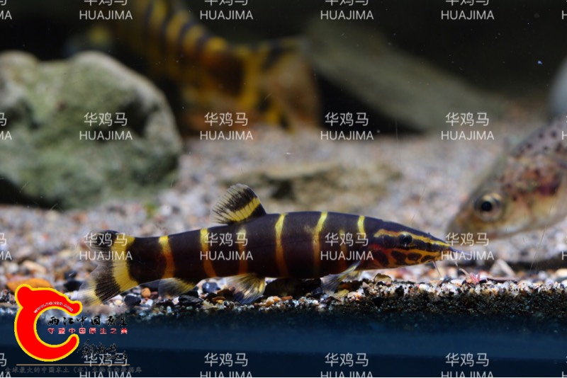 130133ncnaz7p6pygcc79v.jpg