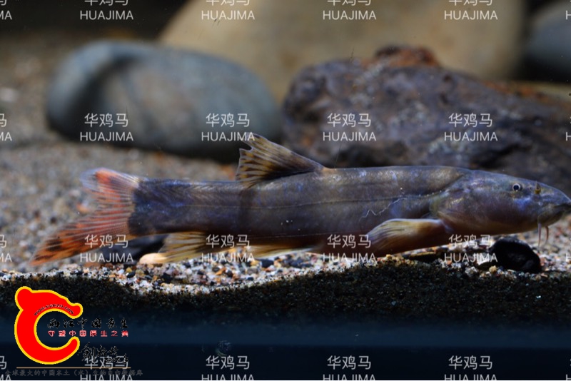 130239ngdrszi75cefrgi0.jpg