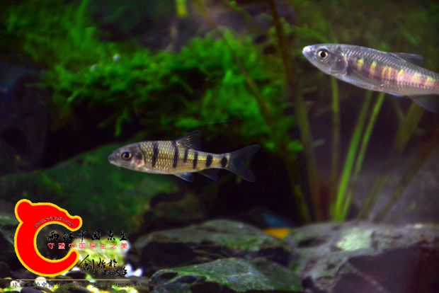 DSC_2618.JPG