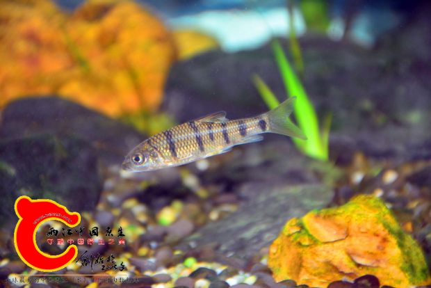 DSC_2622.JPG