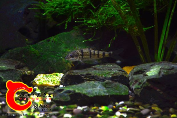 DSC_2636.JPG