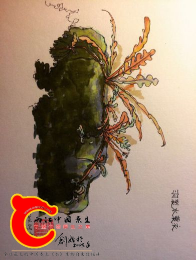 雨裂水蓑衣
