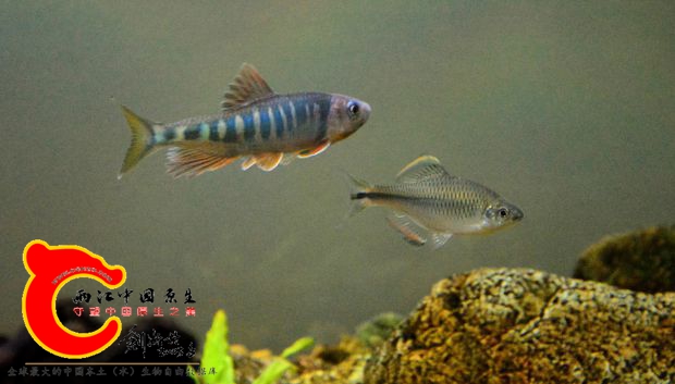 鱲&amp;齐5_副本.jpg