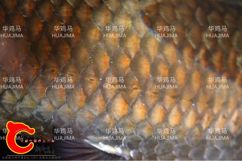 234526ube0qc9s0culqpii.jpg