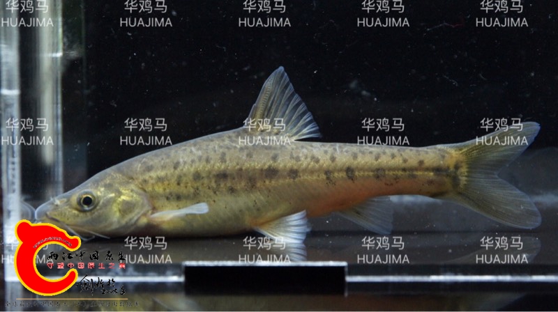 225553yifuilllo7qnf3zl.jpg