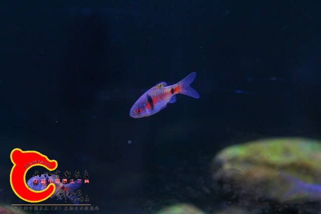 200434kcumhgrpu7r157z7.jpg