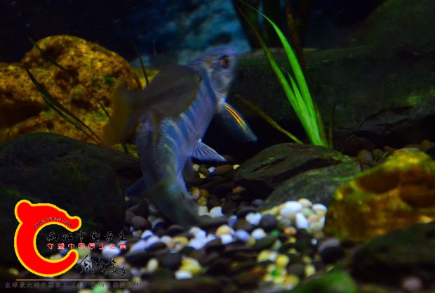 DSC_2668.JPG