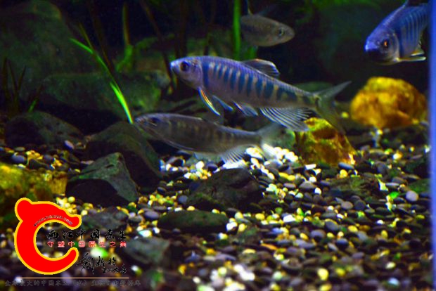 DSC_2675.JPG