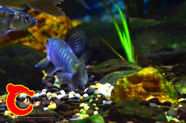 DSC_2678.JPG