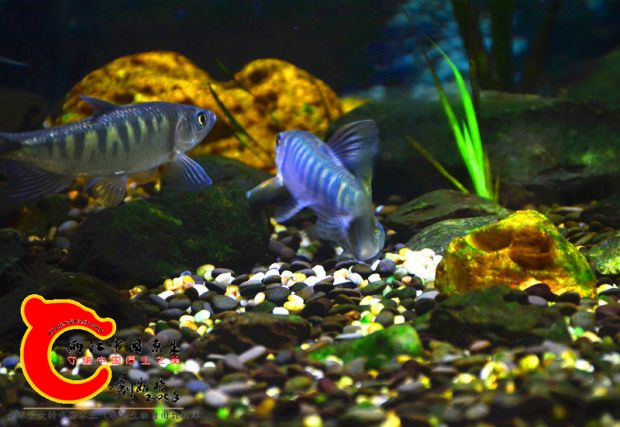 DSC_2679.JPG