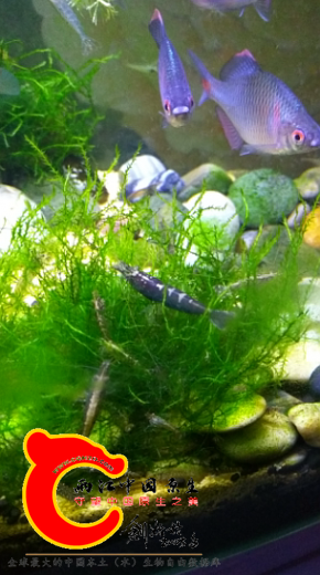 黑壳中的巨无霸