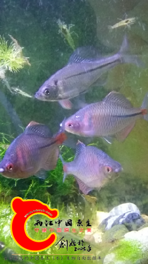 彩鱊怎么不发色