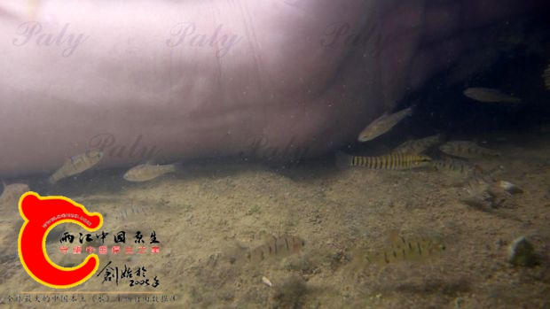 20150626-16.JPG