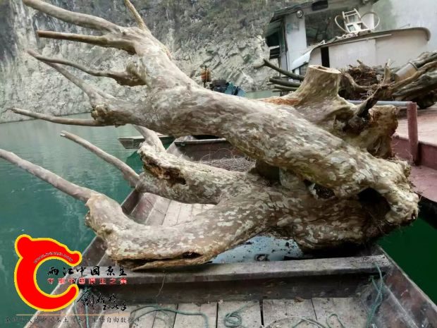 紫薇树下山，船运