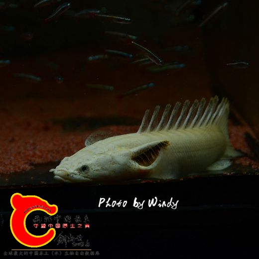 DSC_4669_副本.jpg