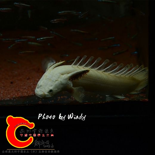 DSC_4675_副本.jpg