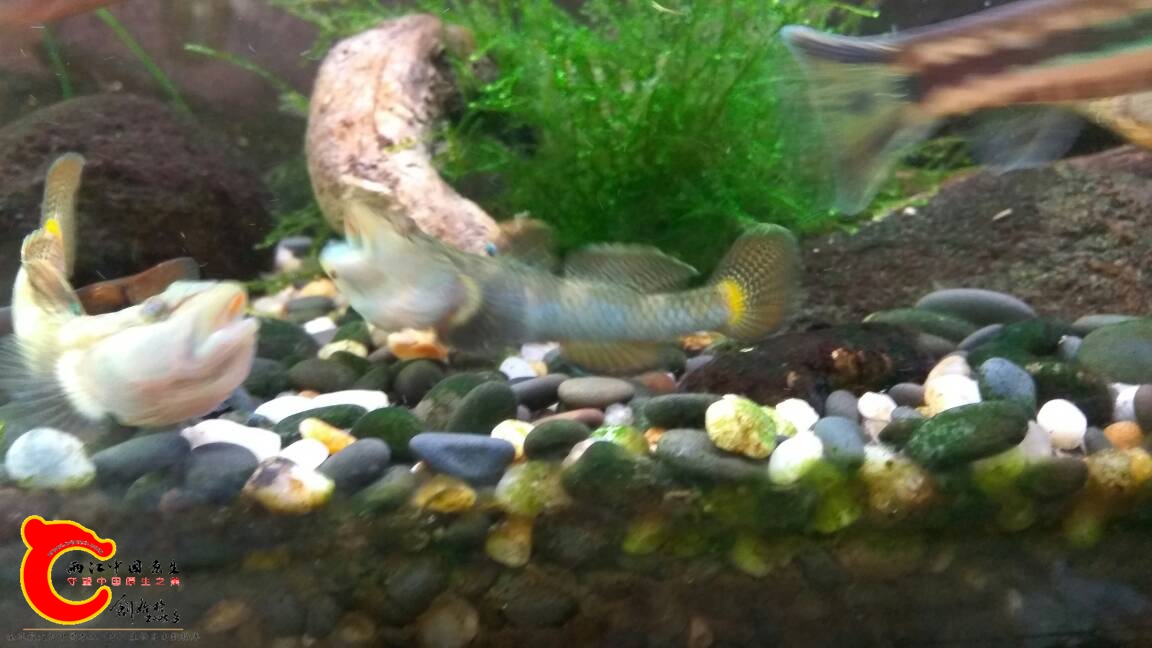 130559lilfrtmtlpc24lcb.jpg