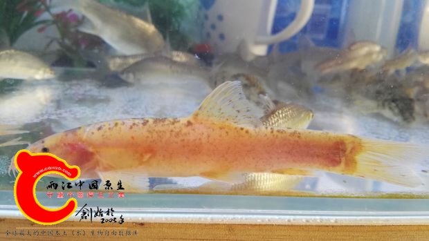 QQ图片20170102192224.jpg