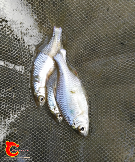 鳃后有蓝点