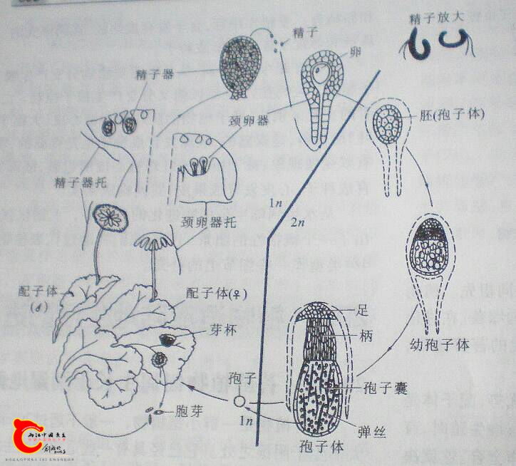 185240iz6md2p425gdh2o9.jpg