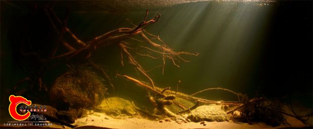 biotope-aquarium-c2013106-1.jpg