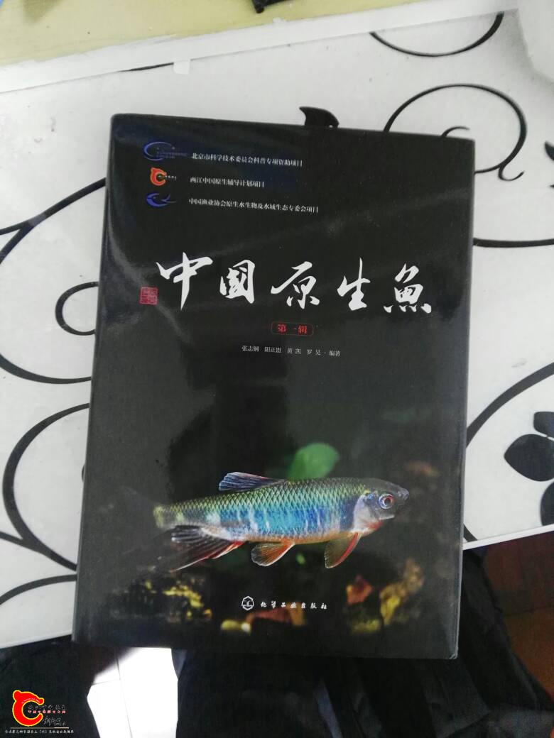 165955t0y4sqe6syqepees.jpg