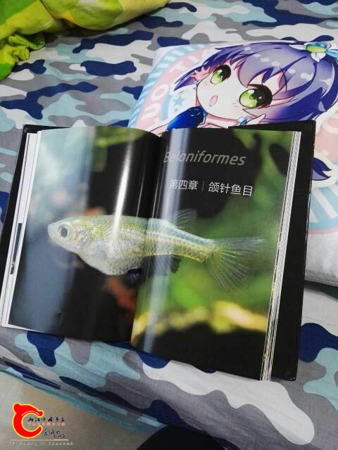 135552p2riijjoqzq4js2f.jpg