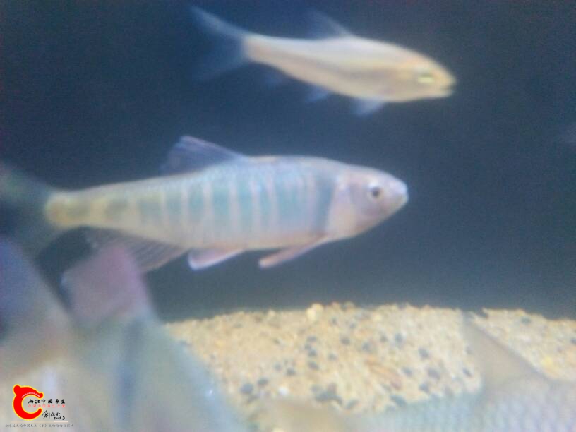 172015tcdpet3ehjab35ef.jpg