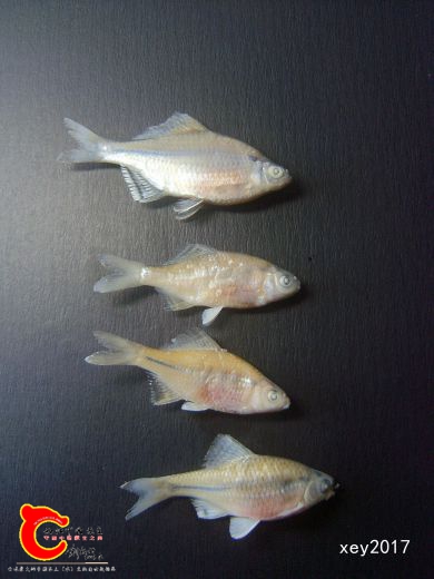 SL742103_副本.jpg