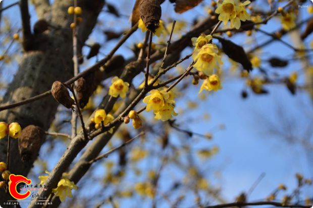 conew_2017-01-25 15-39-51.jpg