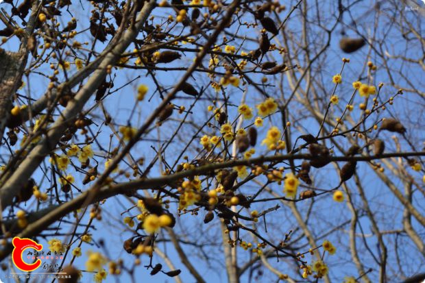 conew_2017-01-25 15-39-55.jpg